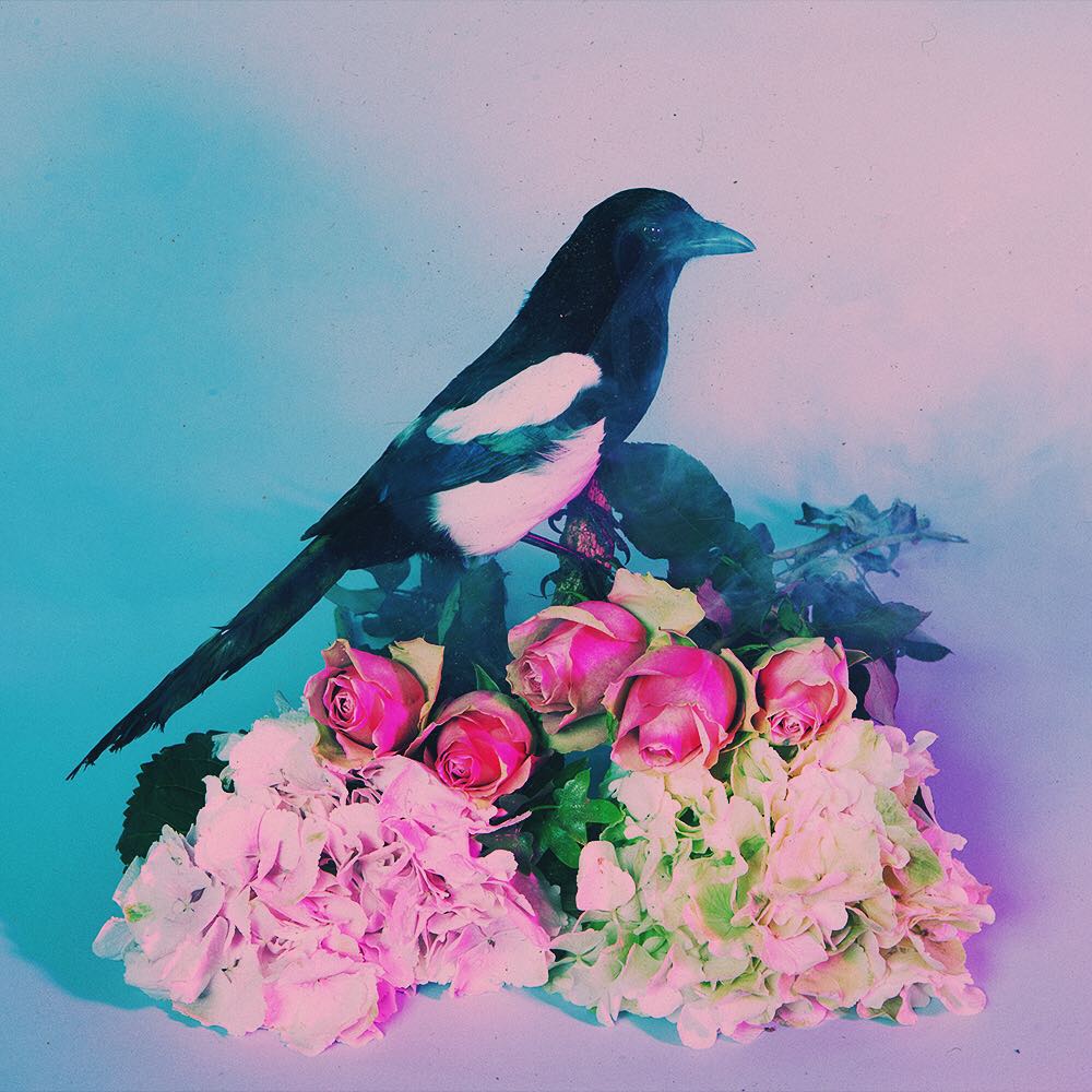 elementos da estética da banda the 1975 com luzes predominantemente rosa e azul.